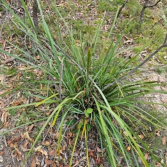 Lomandra longifolia at QPRC LGA - 8 Mar 2024