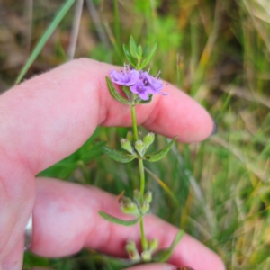 Mentha diemenica at QPRC LGA - 8 Mar 2024