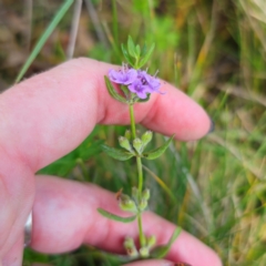 Mentha diemenica (Wild Mint, Slender Mint) at QPRC LGA - 8 Mar 2024 by Csteele4