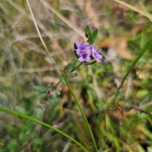 Mentha diemenica at QPRC LGA - 8 Mar 2024