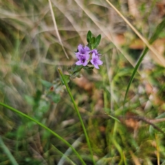 Mentha diemenica at QPRC LGA - 8 Mar 2024