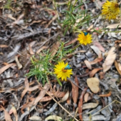 Xerochrysum viscosum (Sticky Everlasting) at Captains Flat, NSW - 8 Mar 2024 by Csteele4