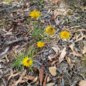 Xerochrysum viscosum at QPRC LGA - 8 Mar 2024 04:06 PM