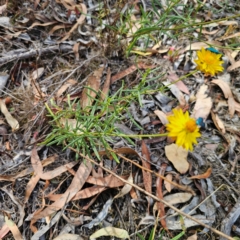 Xerochrysum viscosum at QPRC LGA - 8 Mar 2024