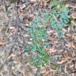 Indigofera australis subsp. australis at QPRC LGA - 8 Mar 2024