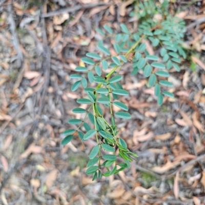 Indigofera australis subsp. australis (Australian Indigo) at Captains Flat, NSW - 8 Mar 2024 by Csteele4