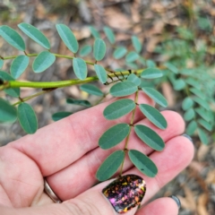 Indigofera australis subsp. australis at QPRC LGA - 8 Mar 2024