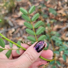 Indigofera australis subsp. australis at QPRC LGA - 8 Mar 2024 04:02 PM