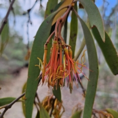 Amyema pendula subsp. pendula (Drooping Mistletoe) at Captains Flat, NSW - 8 Mar 2024 by Csteele4