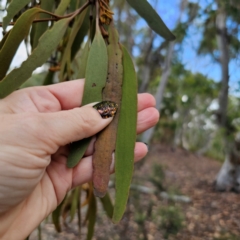 Amyema pendula subsp. pendula at QPRC LGA - 8 Mar 2024 03:58 PM