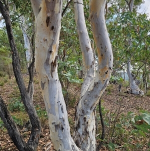 Eucalyptus mannifera subsp. mannifera at QPRC LGA - 8 Mar 2024 03:51 PM