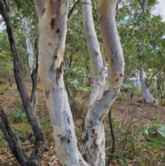 Eucalyptus mannifera subsp. mannifera (Brittle Gum) at Captains Flat, NSW - 8 Mar 2024 by Csteele4