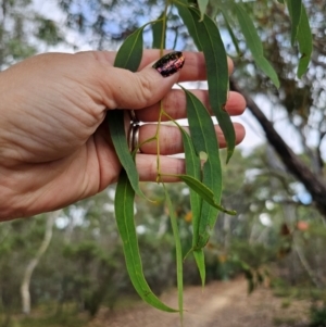 Eucalyptus mannifera subsp. mannifera at QPRC LGA - 8 Mar 2024