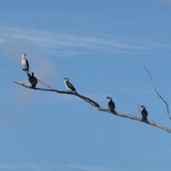 Microcarbo melanoleucos (Little Pied Cormorant) at Sanctuary Point - Basin Walking Track Bushcare - 7 Feb 2024 by RobG1