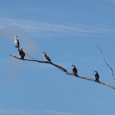 Microcarbo melanoleucos (Little Pied Cormorant) at Sanctuary Point, NSW - 7 Feb 2024 by RobG1