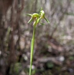 Corunastylis stephensonii (Stephenson's Midge Orchid) at Ulladulla, NSW - 2 Feb 2021 by MattM