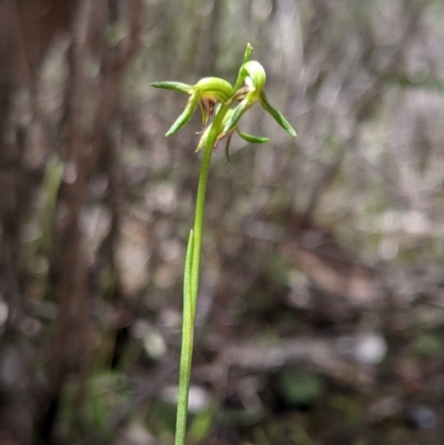 Corunastylis stephensonii (Stephenson's Midge Orchid) by MattM