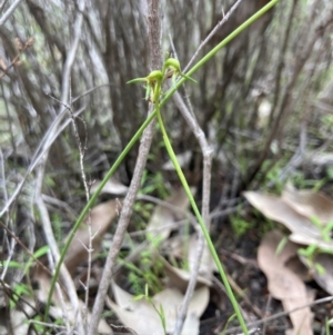 Corunastylis stephensonii at suppressed - 2 Feb 2021