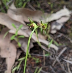 Corunastylis stephensonii at suppressed - 2 Feb 2021