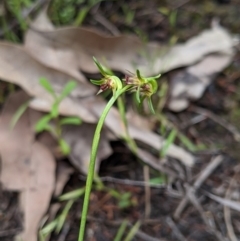 Corunastylis stephensonii at suppressed - suppressed