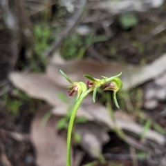 Corunastylis stephensonii at suppressed - suppressed