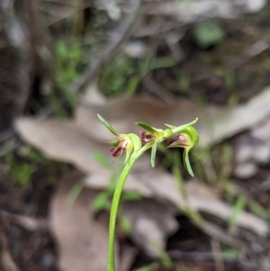 Corunastylis stephensonii at suppressed - 2 Feb 2021