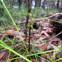 Genoplesium baueri (Bauer's Midge Orchid) at Ulladulla, NSW by MattM