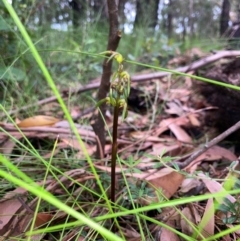 Genoplesium baueri (Bauer's Midge Orchid) at Ulladulla, NSW - 18 Feb 2021 by MattM