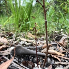 Genoplesium baueri (Bauer's Midge Orchid) at Ulladulla, NSW by MattM