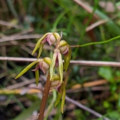 Genoplesium baueri (Bauer's Midge Orchid) at Ulladulla Wildflower Reserve - 27 Jan 2021 by MattM