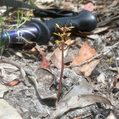 Genoplesium baueri (Bauer's Midge Orchid) at Ulladulla, NSW - 5 Feb 2022 by MattM