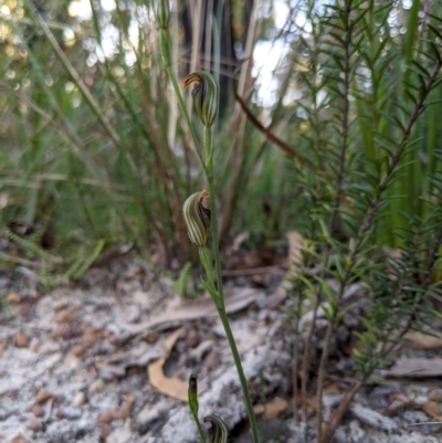 Pterostylis ventricosa at Ulladulla Wildflower Reserve - 15 Apr 2021 by MattM