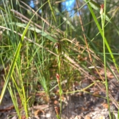 Pterostylis ventricosa at Ulladulla Wildflower Reserve - suppressed