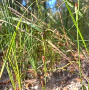 Pterostylis ventricosa at Ulladulla Wildflower Reserve - suppressed