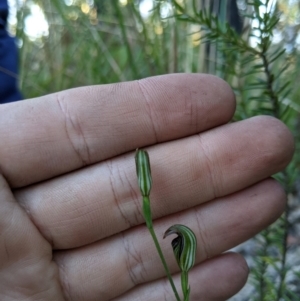 Pterostylis ventricosa at Ulladulla Wildflower Reserve - suppressed