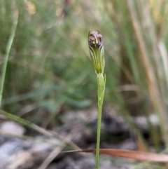 Pterostylis ventricosa at Ulladulla Wildflower Reserve - suppressed