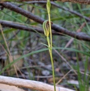 Pterostylis ventricosa at Ulladulla Wildflower Reserve - suppressed