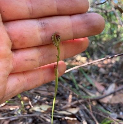 Pterostylis ventricosa at Ulladulla, NSW - 19 Apr 2021 by MattM