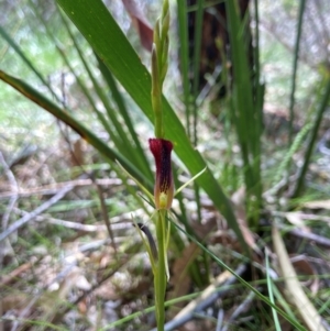 Cryptostylis hunteriana at Ulladulla, NSW - suppressed