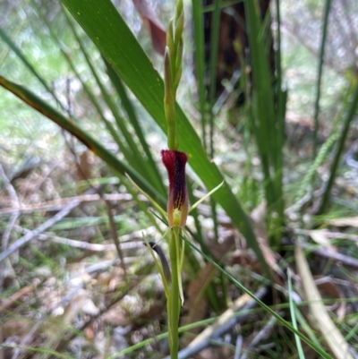 Cryptostylis hunteriana (Leafless Tongue Orchid) at Ulladulla, NSW - 9 Dec 2020 by MattM