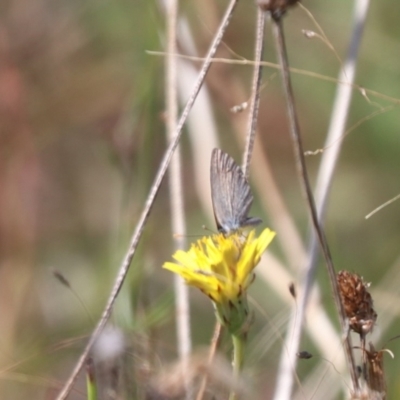 Zizina otis (Common Grass-Blue) at Mulanggari NR (MUL_11) - 3 Mar 2024 by HappyWanderer