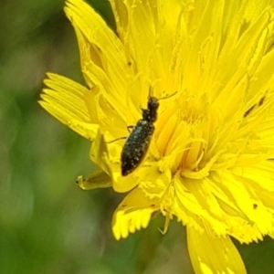 Dasytinae (subfamily) at Mulanggari NR (MUL_11) - 3 Mar 2024