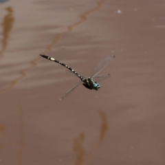 Parasynthemis regina (Royal Tigertail) at Captains Flat, NSW - 8 Mar 2024 by DPRees125