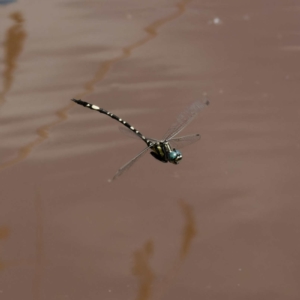 Parasynthemis regina at Yanununbeyan State Conservation Area - 8 Mar 2024