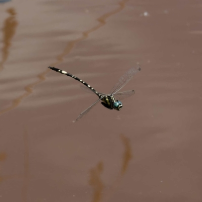 Parasynthemis regina (Royal Tigertail) at QPRC LGA - 8 Mar 2024 by DPRees125