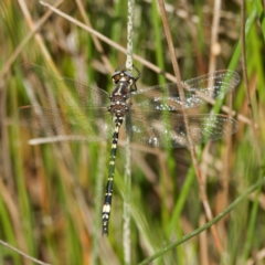 Synthemis eustalacta (Swamp Tigertail) at Captains Flat, NSW - 8 Mar 2024 by DPRees125