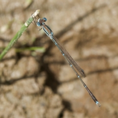 Austrolestes analis (Slender Ringtail) at Yanununbeyan State Conservation Area - 8 Mar 2024 by DPRees125