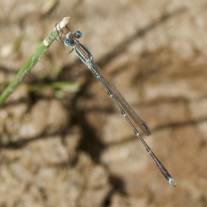 Austrolestes analis at QPRC LGA - 8 Mar 2024 01:07 PM