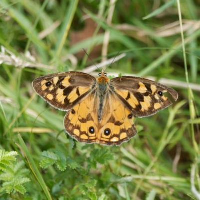 Heteronympha penelope (Shouldered Brown) at QPRC LGA - 8 Mar 2024 by DPRees125