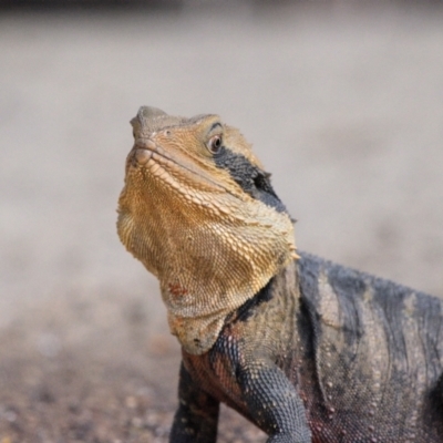 Intellagama lesueurii lesueurii (Eastern Water Dragon) at Bargo, NSW - 5 Mar 2024 by Freebird